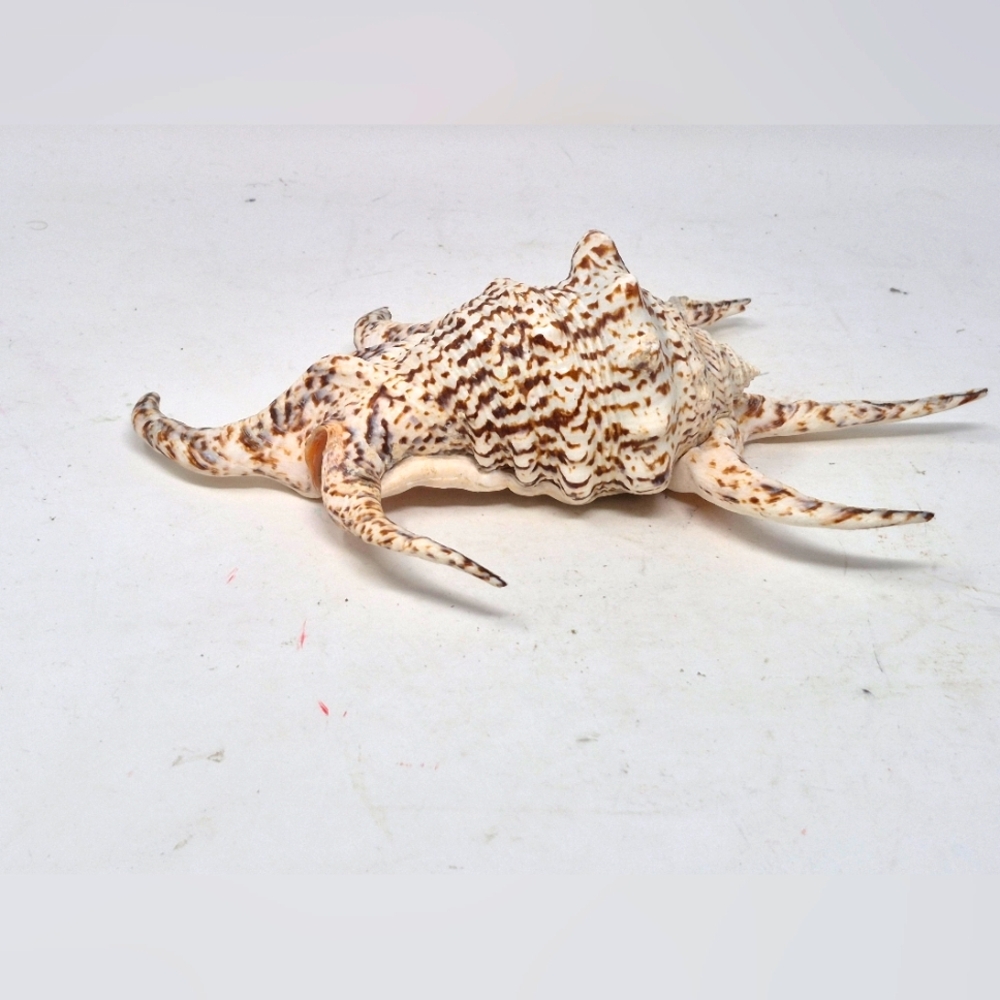 Spider Conch Sea Shell - Picture 4 of 6